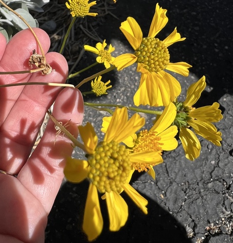 iNaturalist observation photo of Brittlebush