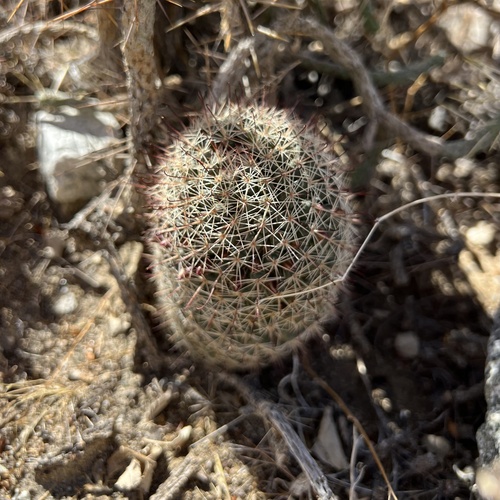 iNaturalist observation photo of Peninsular fishhook cactus