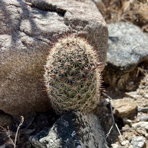 iNaturalist observation photo of Peninsular fishhook cactus