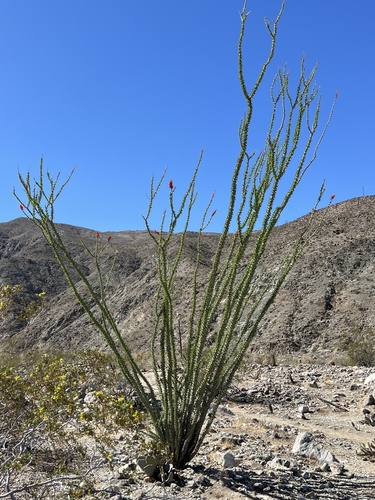 iNaturalist observation photo of ocotillo