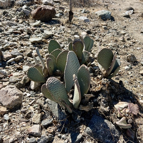 iNaturalist observation photo of beavertail cactus