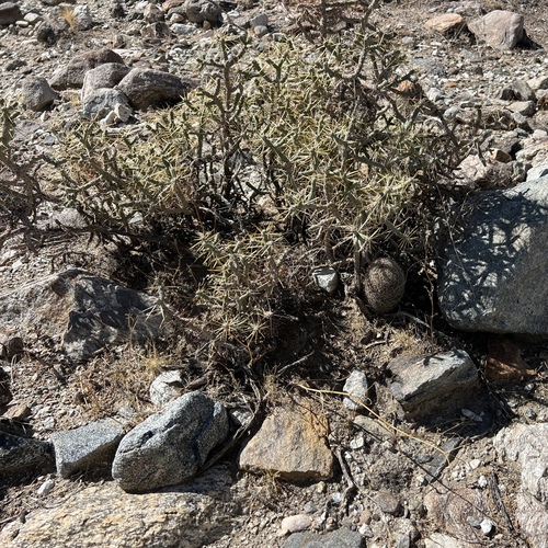 iNaturalist observation photo of Branched Pencil Cholla