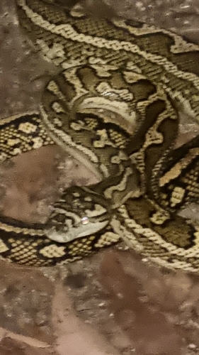 Coastal Carpet Python sighting