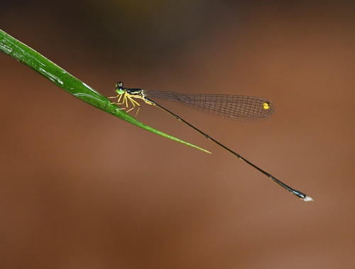 Amphicnemis dactylostyla