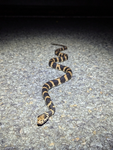 Stephens' Banded Snake sighting