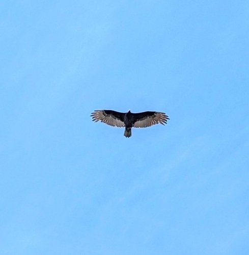 iNaturalist observation photo of Turkey Vulture