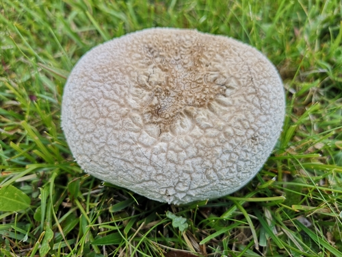 Mosaic puffball