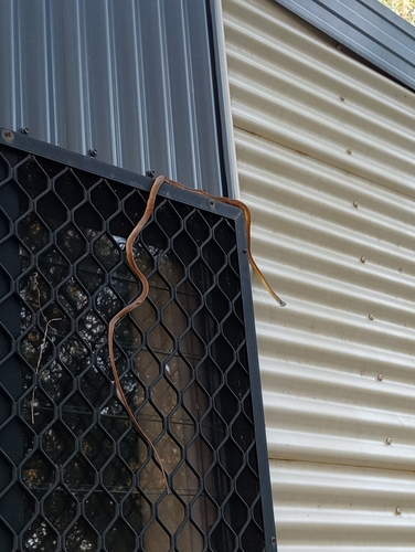 Common Tree Snake sighting