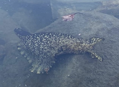 Aplysia kurodai Baba, 1937