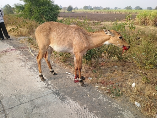Nilgai