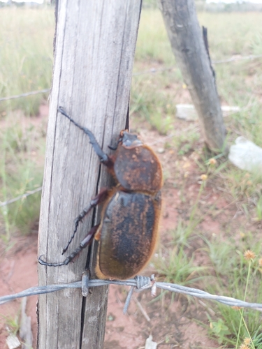 Dynastes paschoali