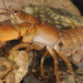 Korean Crayfish - Photo (c) Kim, Hyun-tae, all rights reserved, uploaded by Kim, Hyun-tae