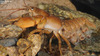 Korean Crayfish - Photo (c) Kim, Hyun-tae, all rights reserved, uploaded by Kim, Hyun-tae