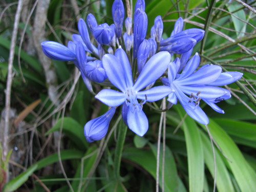 Agapanthus image