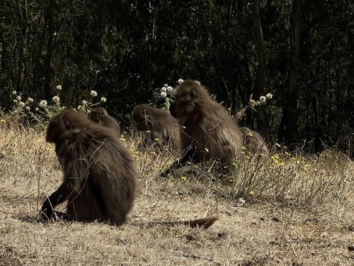 Gelada