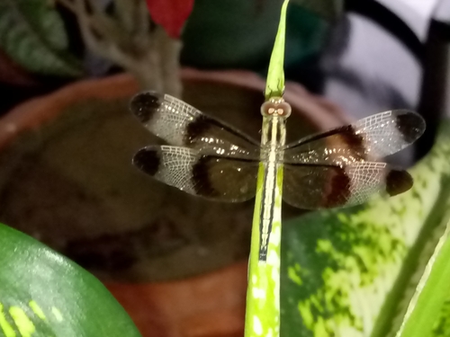 Pied Paddy Skimmer