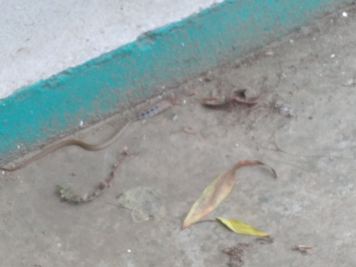 Copperhead Rat Snake