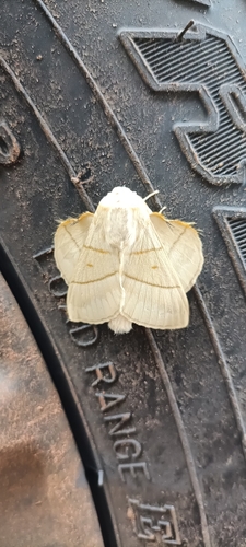 Lemon Lappet
