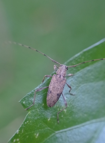Anisopodus mexicanus