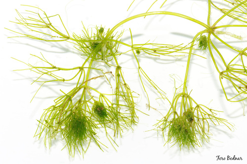 Nitella furcata zollingeri