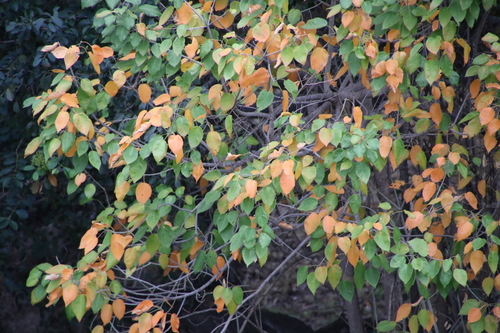 Barotse croton (Croton leuconeurus)
