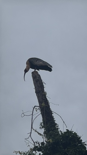 Buff-necked Ibis