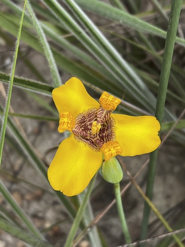 Trimezia juncifolia