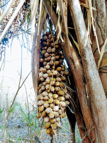 Attalea guacuyule
