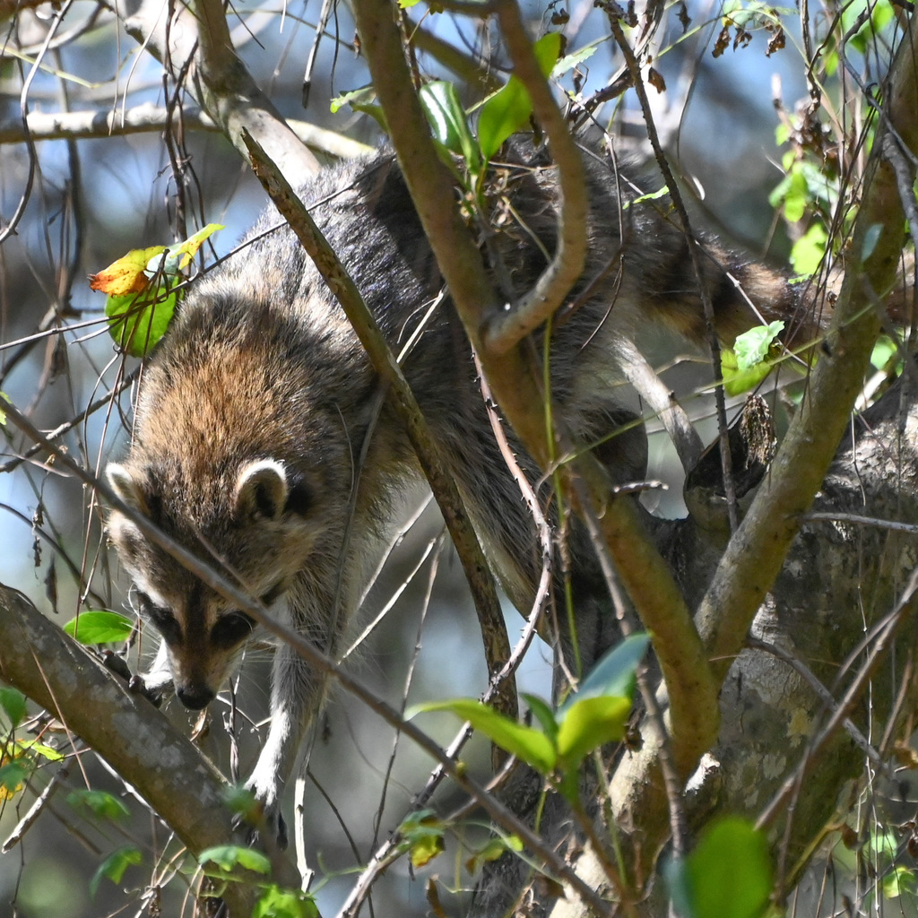 Common Raccoon from Tamarac, FL, USA on March 2, 2025 at 11:46 AM by ...