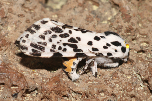 Many-spotted Tiger Moth