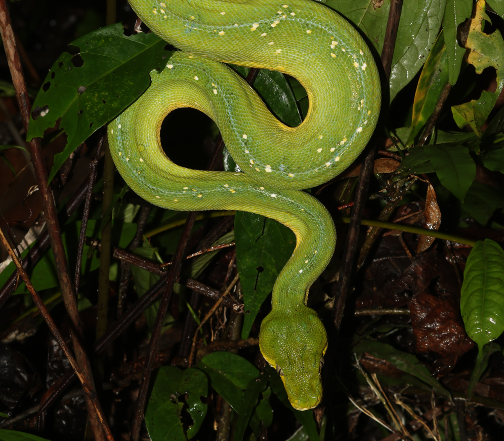 Nsw Green Python Northern Green Python from Jayapura, Papouasie, Indonésie on March 2 ...