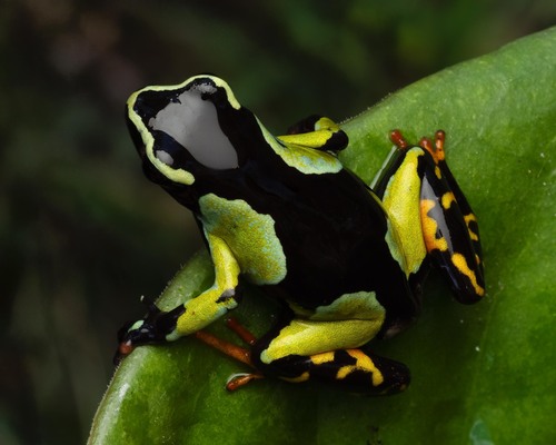 Baron's Mantella
