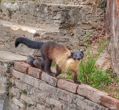 Yellow-throated Marten