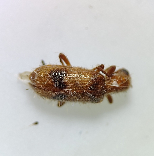 Cymatodera puncticollis