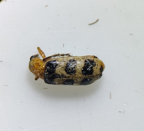 Checkered Melon Beetle