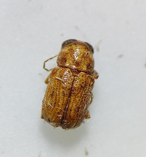 Pachybrachis integratus