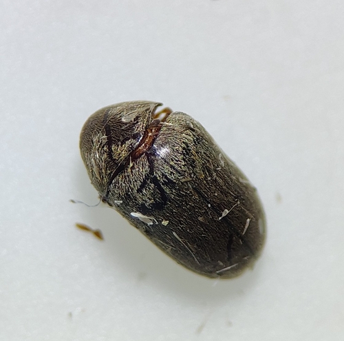 Tricorynus