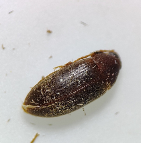 Hymenorus