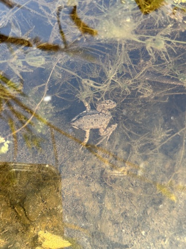 Sahara Frog