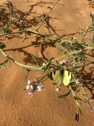Greenish Black-tip