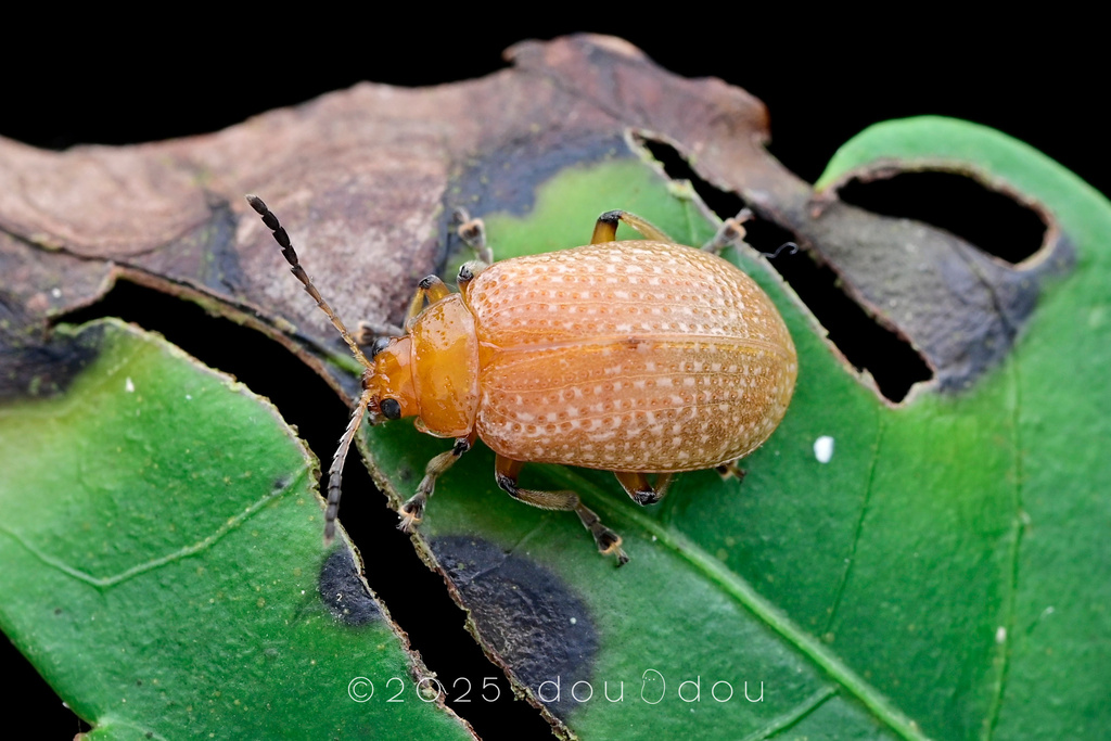 Gallerucida from 中国贵州省黔南布依族苗族自治州荔波县 on October 01, 2024 at 11:58 PM by ...