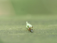 Camponotus novaeboracensis image