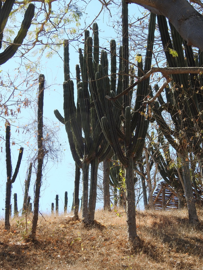 Indian Comb from Mazatlán, Sin., México on March 2, 2025 at 10:55 AM by ...