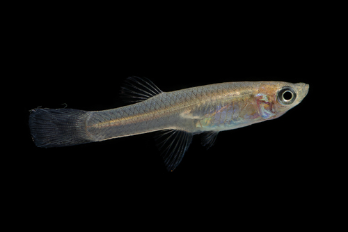 Western Mosquitofish
