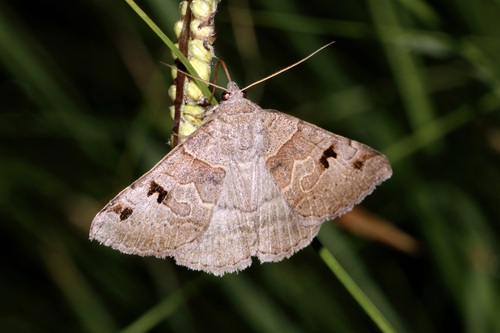 Mocis mutuaria Walker, 1858