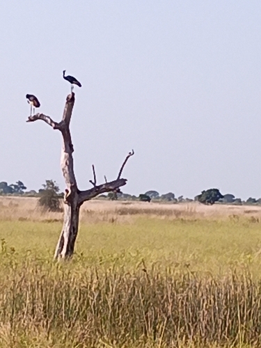 Eastern Black Crowned Crane