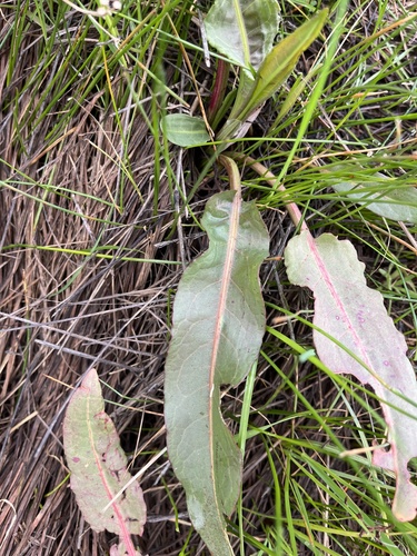 iNaturalist observation photo of curled dock