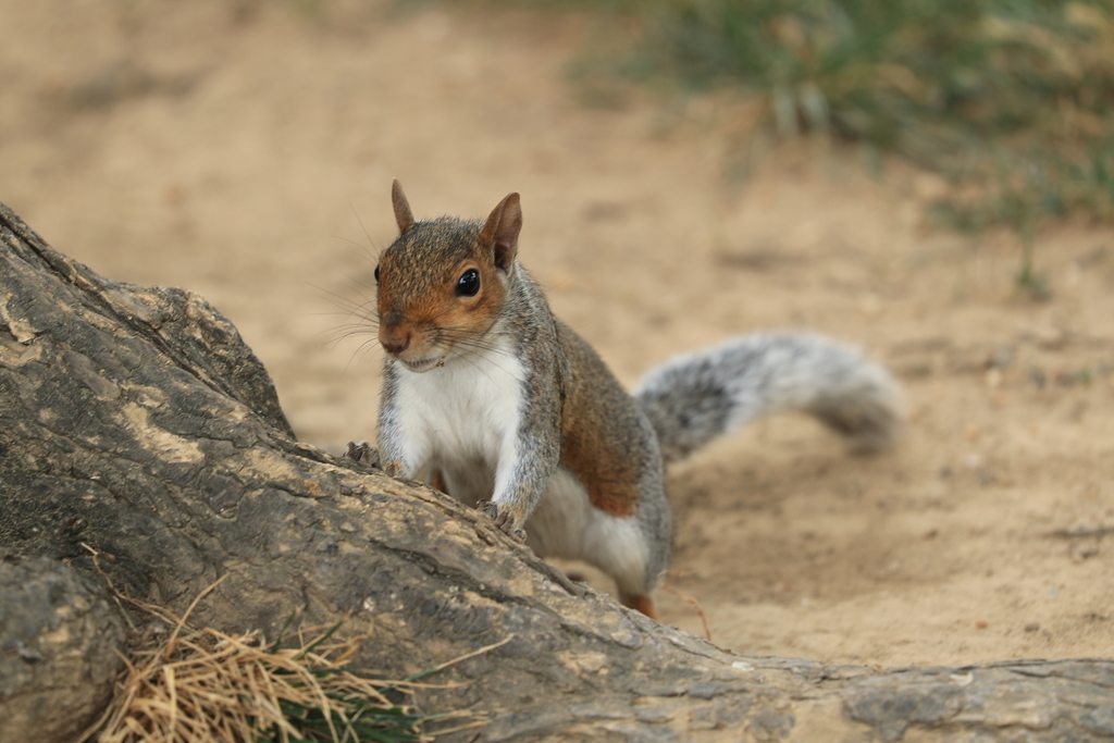 Eastern Gray Squirrel from Washington DC on August 05, 2019 by vvookiee ...