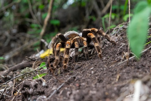 Mexican Orangeknee Tarantula