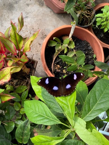 Great Eggfly